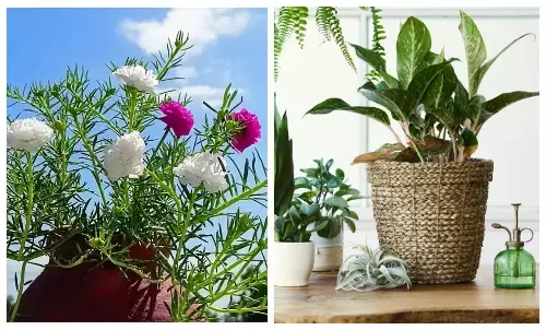 plantation tips for monsoon