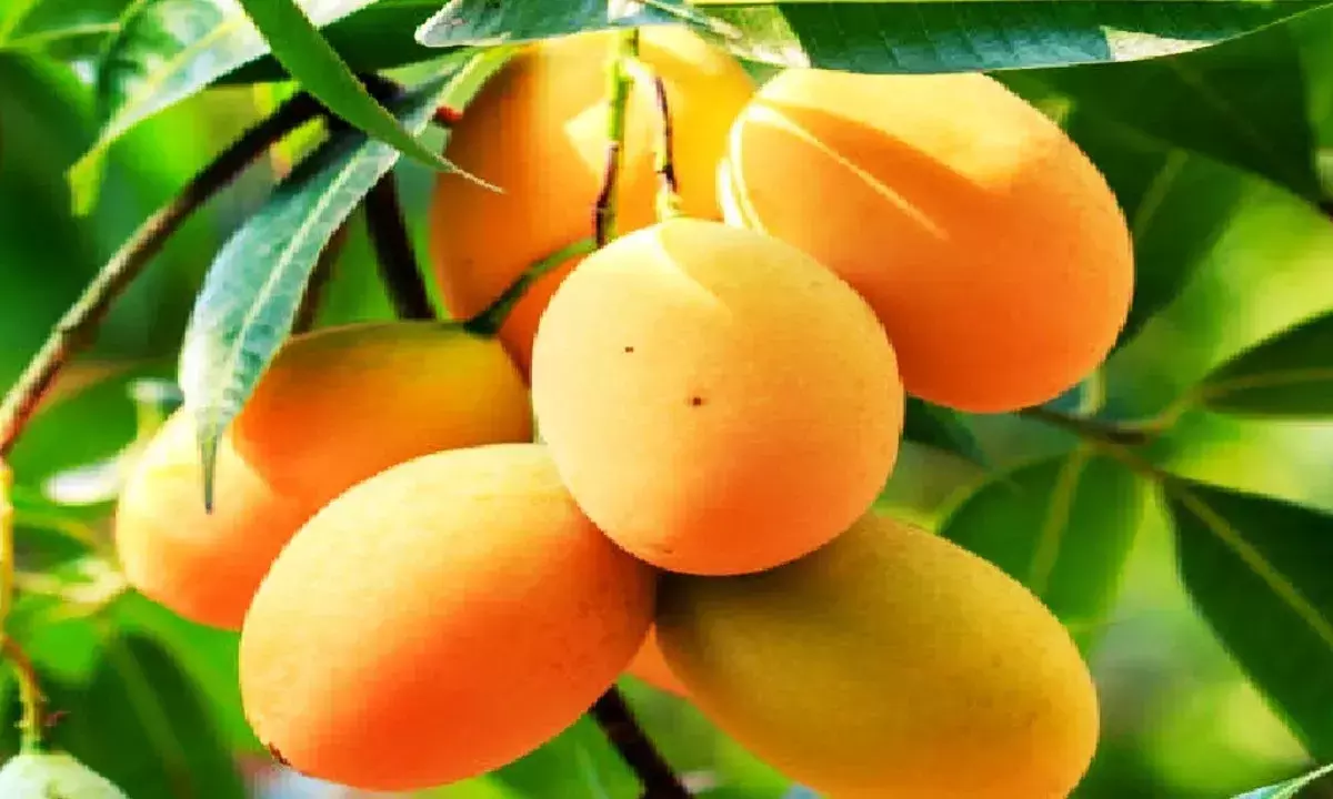 mango side effects with five foods