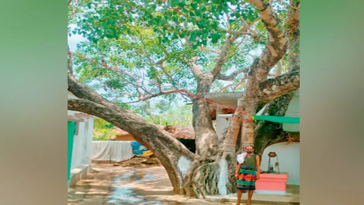 विश्व पर्यावरण दिवस : पेड़ों से ऐसा लगाव...पीपल के नाम पर मोहल्ले का नाम, टहनी तक छुए बिना बनाए पक्के मकान विश्व पर्यावरण दिवस : पेड़ों से ऐसा लगाव...पीपल के नाम पर मोहल्ले का नाम, टहनी तक छुए बिना बनाए पक्के मकान