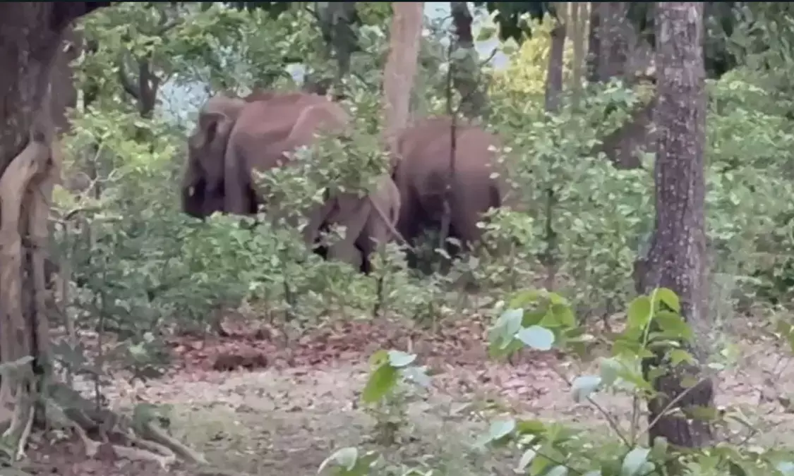 elephants