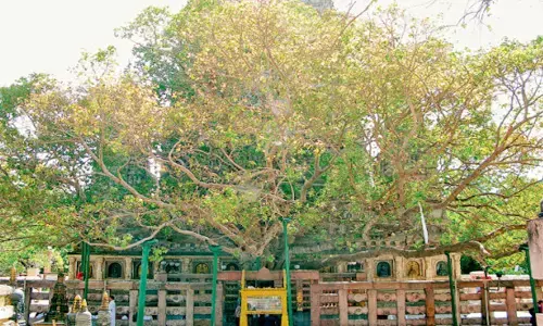 विश्व पर्यावरण दिवस :भारत की जड़ें पर्यावरण को लेकर कितनी गहरी, इन वट वृक्षों से समझिए, जिन्हें जोड़ा गया धर्म और आस्था से