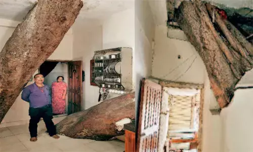 विश्व पर्यावरण दिवस : पीपल को बचाने बदला घर का डिजाइन इंजीनियर ने सीढ़ियों की जगह बनाया पुल