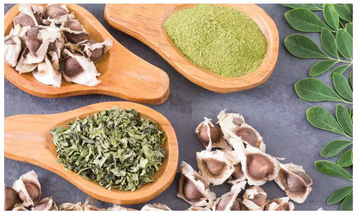 moringa seeds benefits