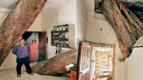 विश्व पर्यावरण दिवस : पीपल को बचाने बदला घर का डिजाइन इंजीनियर ने सीढ़ियों की जगह बनाया पुल विश्व पर्यावरण दिवस : पीपल को बचाने बदला घर का डिजाइन इंजीनियर ने सीढ़ियों की जगह बनाया पुल