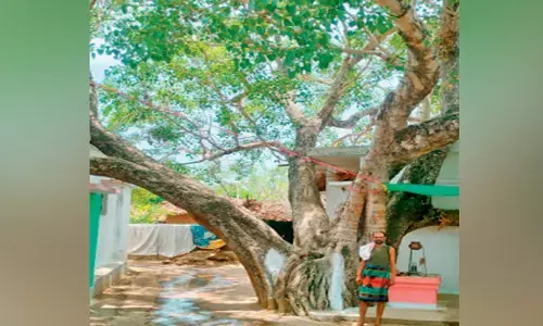 विश्व पर्यावरण दिवस : पेड़ों से ऐसा लगाव...पीपल के नाम पर मोहल्ले का नाम, टहनी तक छुए बिना बनाए पक्के मकान