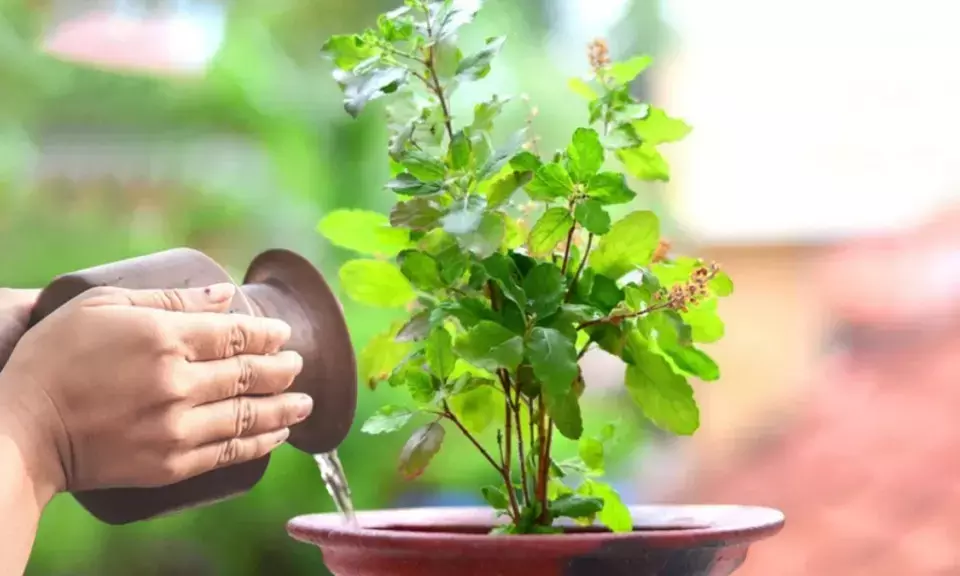 basil plantation tips