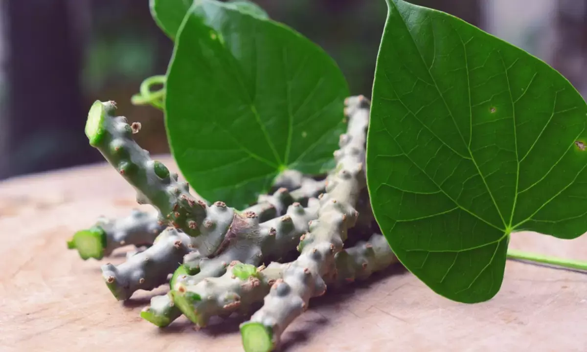 giloy ke fayde in hindi