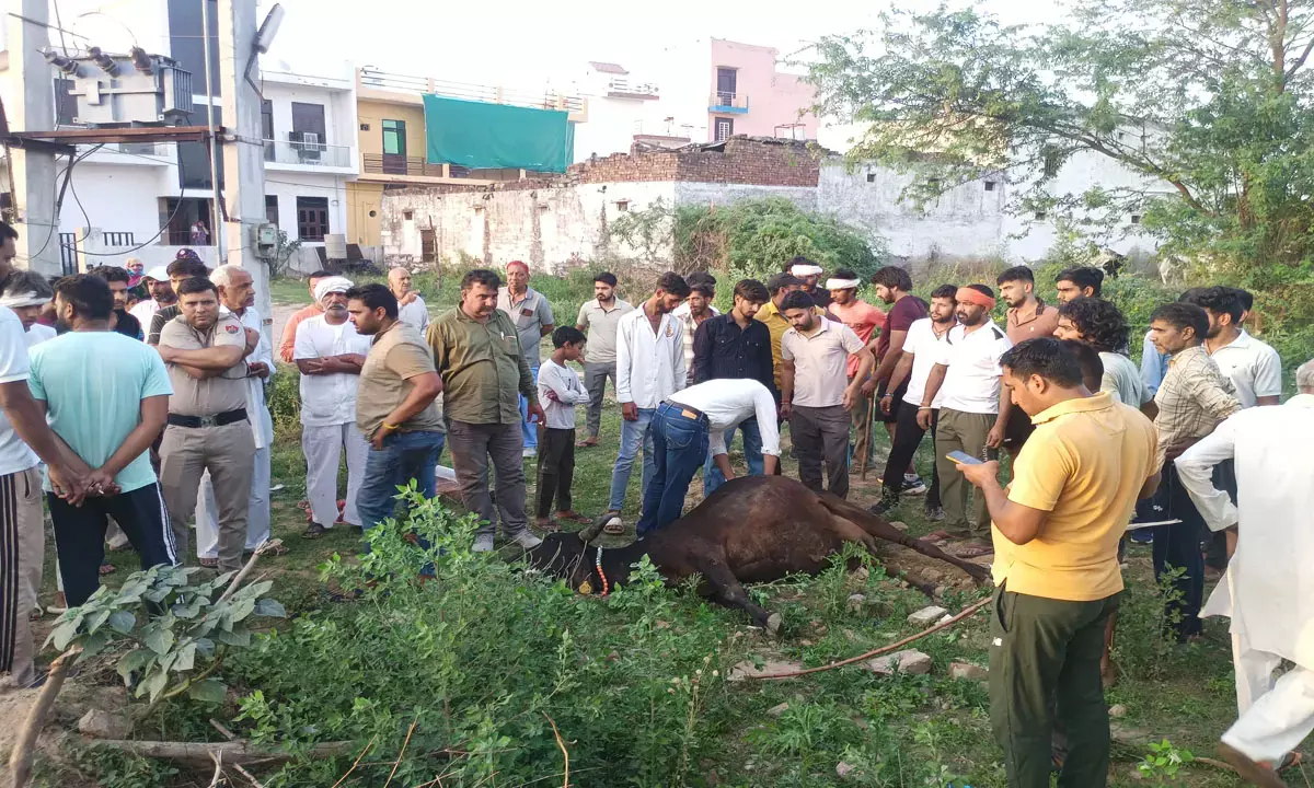 रेवाड़ी में फैक्टरी के बाहर दूषित पानी पीने से 20 गायों की मौत, कई बीमार