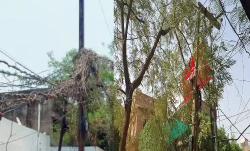 मेंटेनेंस के लिए बार-बार बत्ती गुल : फिर भी सुलझा नहीं पाए पेड़ों से उलझी शाखाओं का मसला