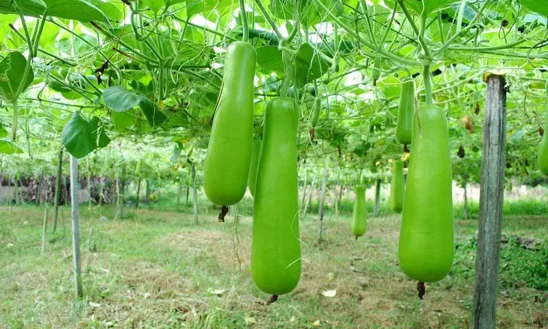 bottle Gourd Plantation tips