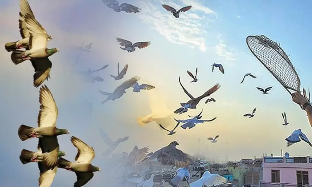 हरियाणा समेत 3 राज्यों में 3O से ज्यादा कबूतरों की दौड़ के खिलाफ PETA का एक्शन, 20 जिलों में कार्रवाई