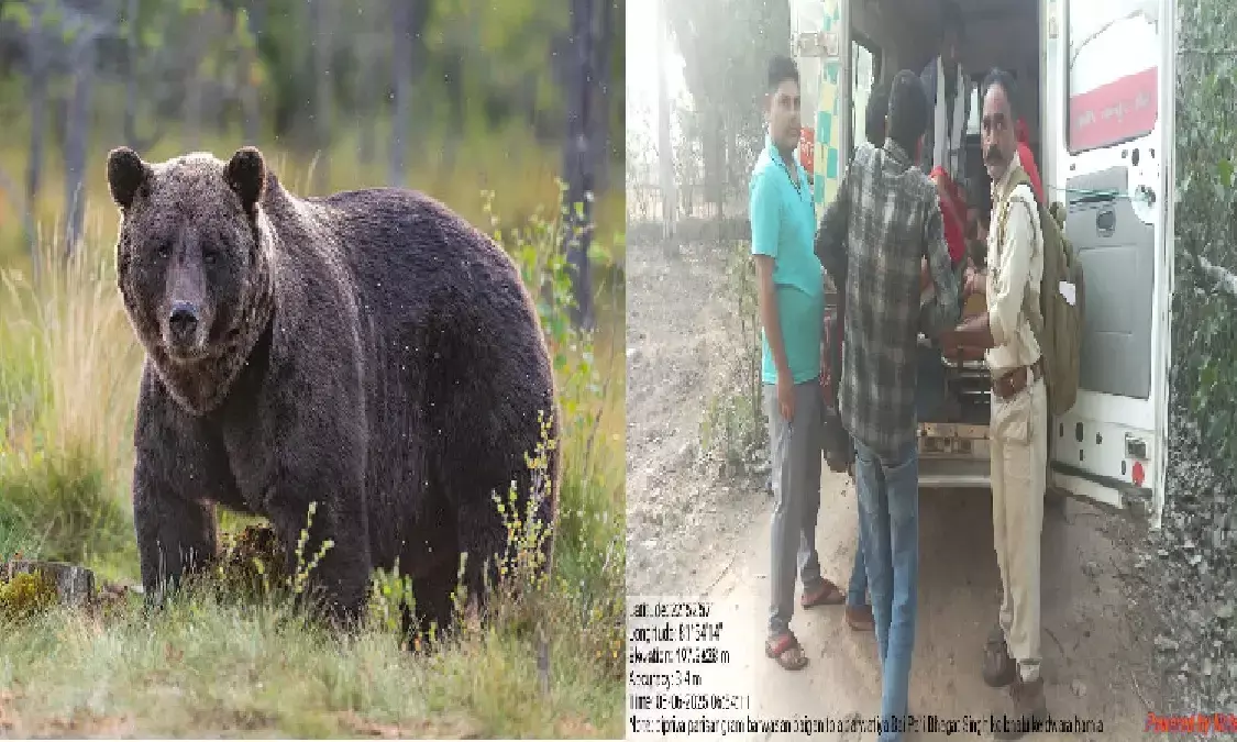 The bear attacked the woman