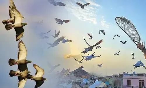 हरियाणा समेत 3 राज्यों में 3O से ज्यादा कबूतरों की दौड़ के खिलाफ PETA का एक्शन, 20 जिलों में कार्रवाई
