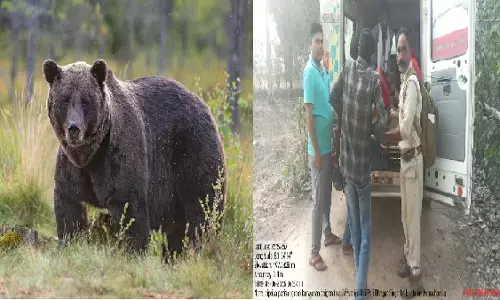 The bear attacked the woman