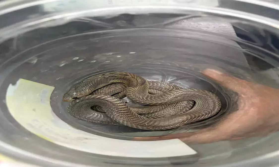 5 feet long poisonous cobra found in SECL hospital