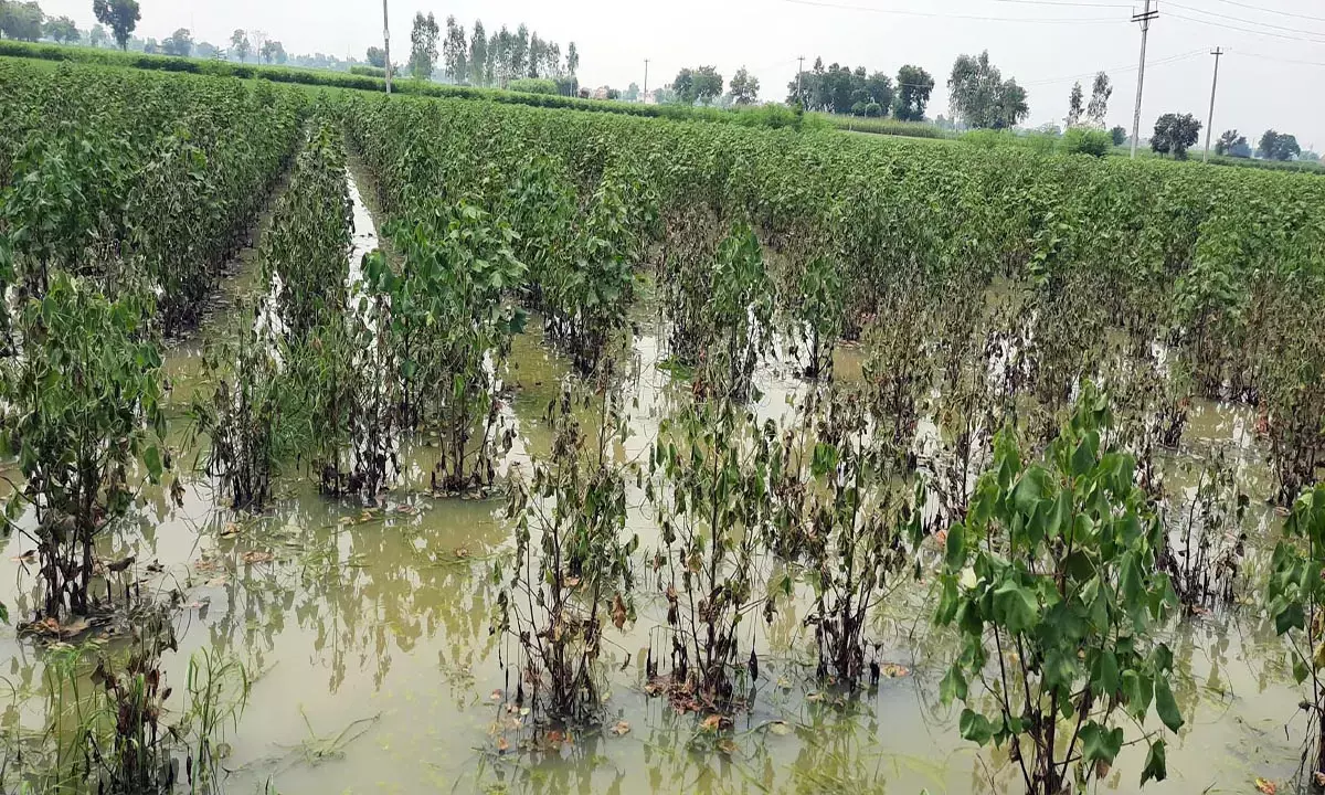 पीड़ित किसान के नाम के सामने चहेतों का बैंक खाता लिख मुआवजा हड़पा, पांच महीने से न्याय का इंतजार