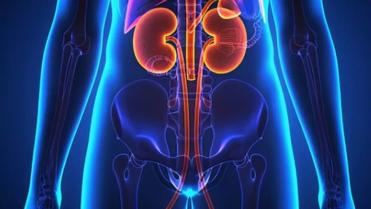 Health Tips: किडनी को रखना है हमेशा स्वस्थ, इन चीजों से बना लें दूरी Health Tips: किडनी को रखना है हमेशा स्वस्थ, इन चीजों से बना लें दूरी