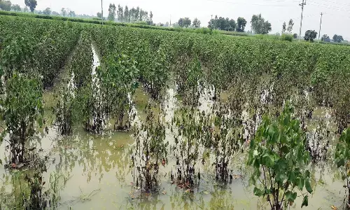 पीड़ित किसान के नाम के सामने चहेतों का बैंक खाता लिख मुआवजा हड़पा, पांच महीने से न्याय का इंतजार