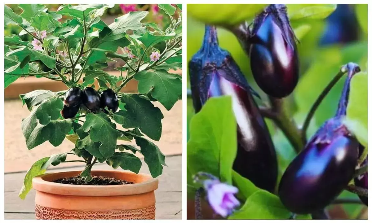 brinjal plantation tips