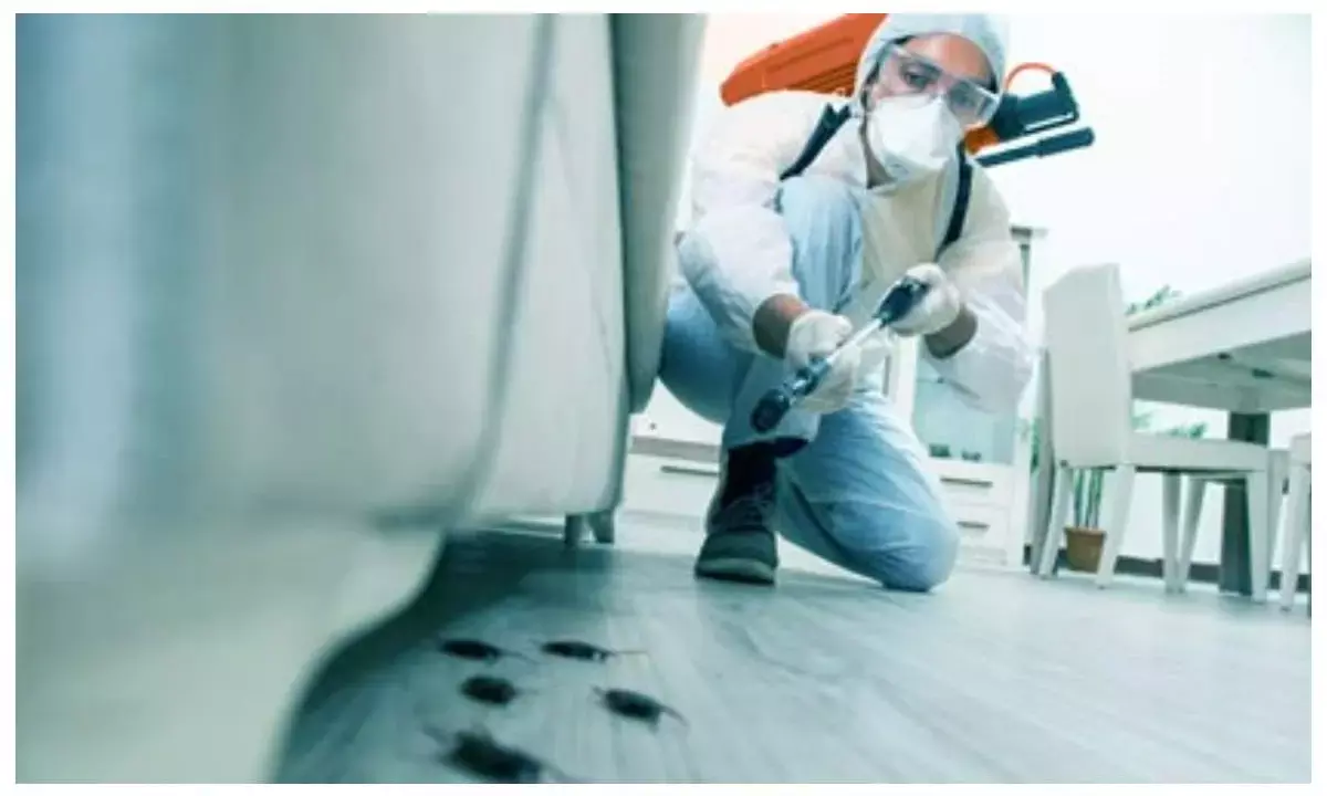 pest free home monsoon