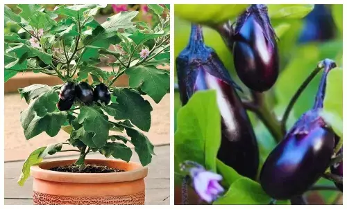 brinjal plantation tips