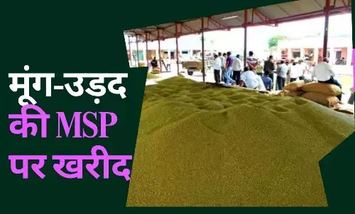 मूंग MSP 2025 मध्यप्रदेश, उड़द की सरकारी खरीदी, MP MSP पंजीयन 2025, ग्रीष्मकालीन मूंग उपार्जन,