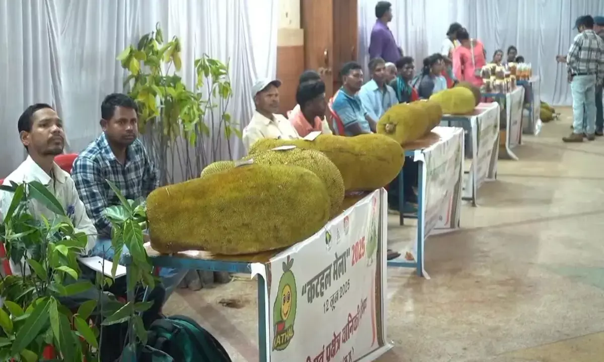 Pathalgaon Jackfruit Fair 36 kg jackfruit became the center of attraction