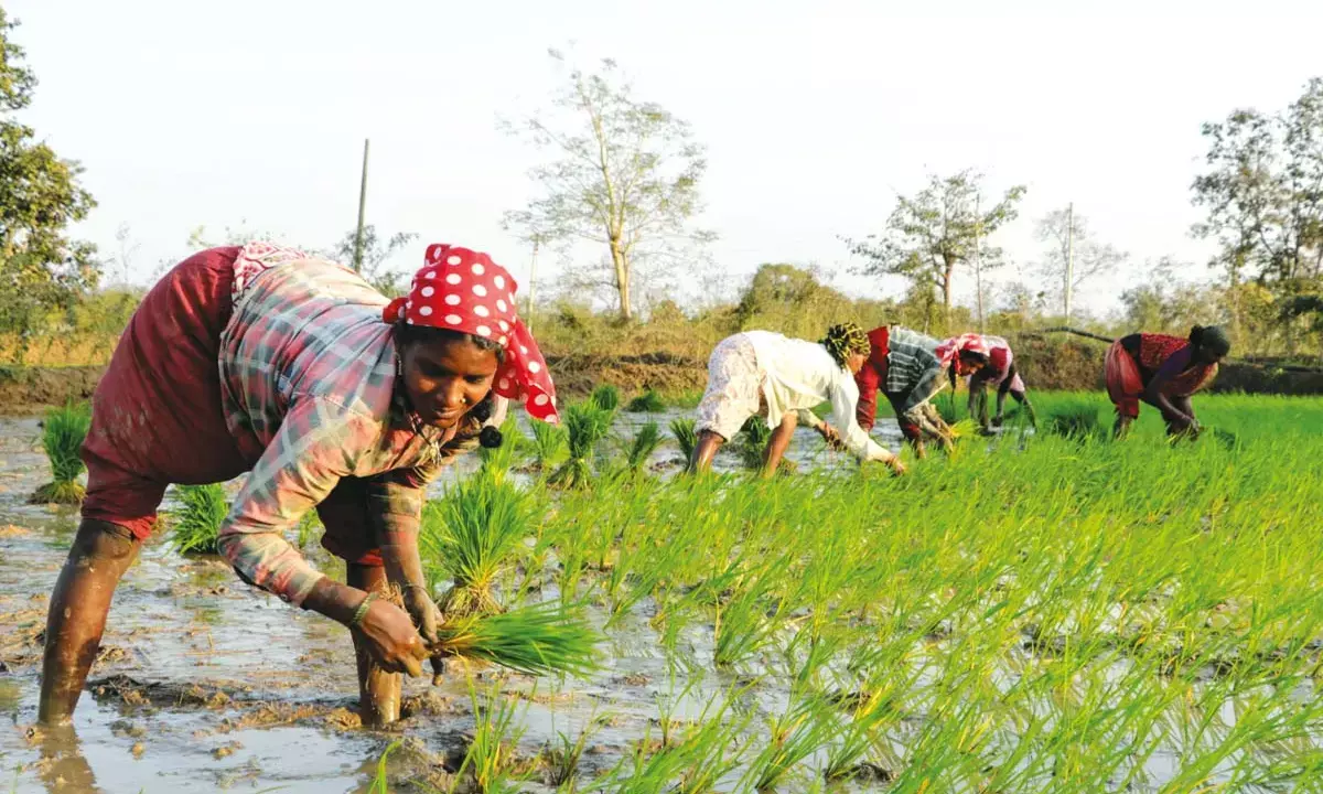 Paddy cultivation