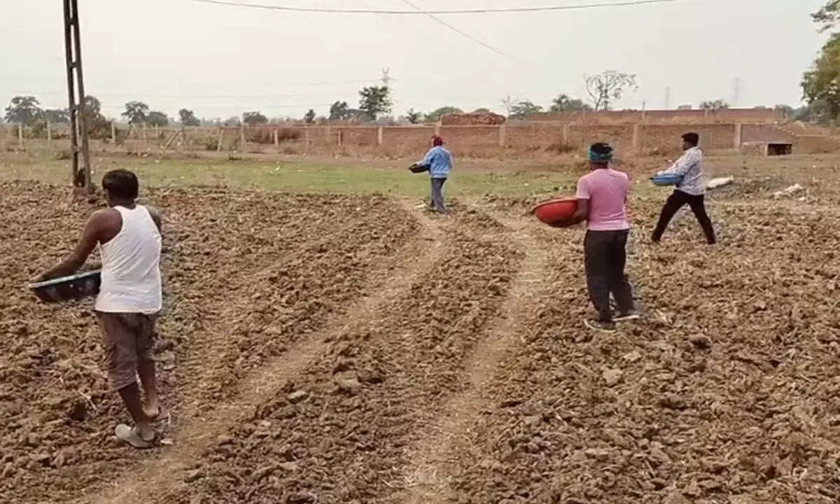 farmer sprinkling fertilizer in the field