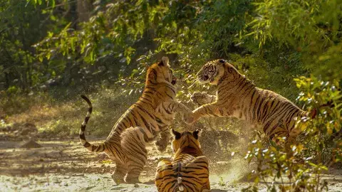 MP tourism record 2024 visitor growth report