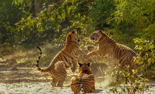 MP tourism record 2024 visitor growth report