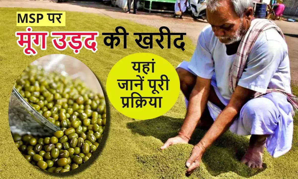 Price Support Scheme MP, MP Mung Urad Procurement 2025, मूंग MSP 2025 मध्यप्रदेश, उड़द समर्थन मूल्य पंजीयन, एमपी ई उपार्जन पंजीयन, मूंग उड़द खरीदी 2025 Price Support Scheme MP, MP Mung Urad Procurement 2025, मूंग MSP 2025 मध्यप्रदेश, उड़द समर्थन मूल्य पंजीयन, एमपी ई उपार्जन पंजीयन, मूंग उड़द खरीदी 2025