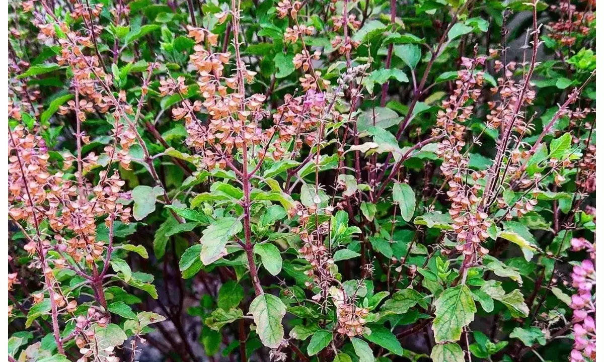 Tulsi Plant