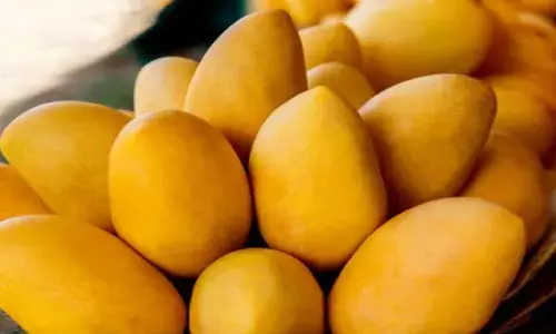 Health Tips: इन लोगों को नहीं खाना चाहिए आम? सेहत पर पड़ सकता है गलत असर Health Tips: इन लोगों को नहीं खाना चाहिए आम? सेहत पर पड़ सकता है गलत असर