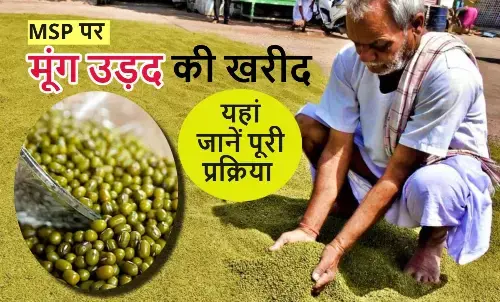 Price Support Scheme MP, MP Mung Urad Procurement 2025, मूंग MSP 2025 मध्यप्रदेश, उड़द समर्थन मूल्य पंजीयन, एमपी ई उपार्जन पंजीयन, मूंग उड़द खरीदी 2025