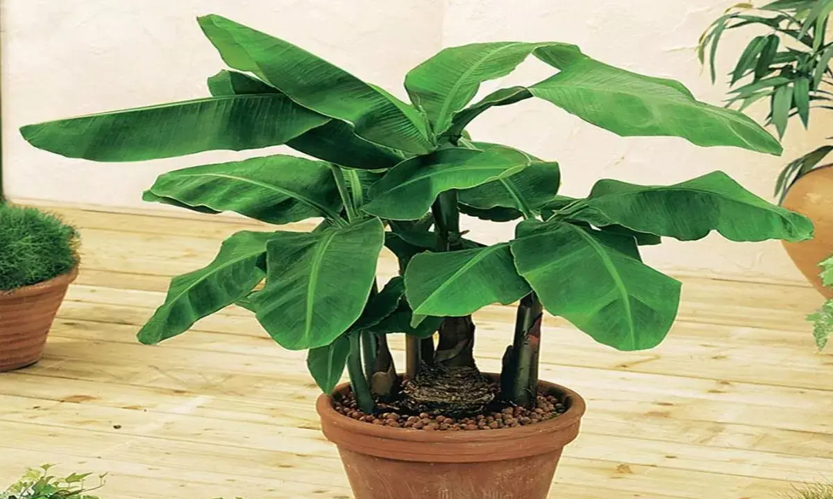 banana plant