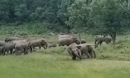 धरमजयगढ़ से पहुंचे 97 हाथी... रायगढ़ जिले में 152, कोरबा में 46 हाथियों का दल घूम रहा