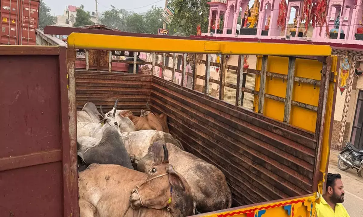 गोसेवक ने तस्करों को रोका तो तानी पिस्तौल, दो जिलों में पीछा कर राजस्थान में गाड़ी पकड़ी