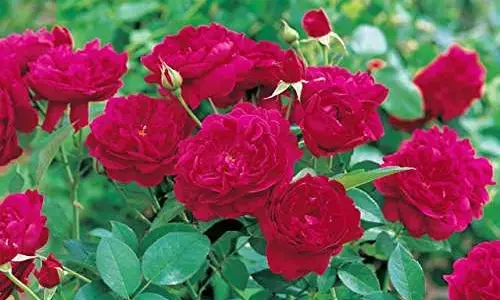 rose plantation in monsoon season