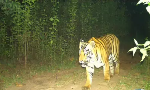 गोलियों की धांय-धांय से बिदके बाघ : बस्तर से भागकर उदंती अभयारण्य को बना रहे आशियाना