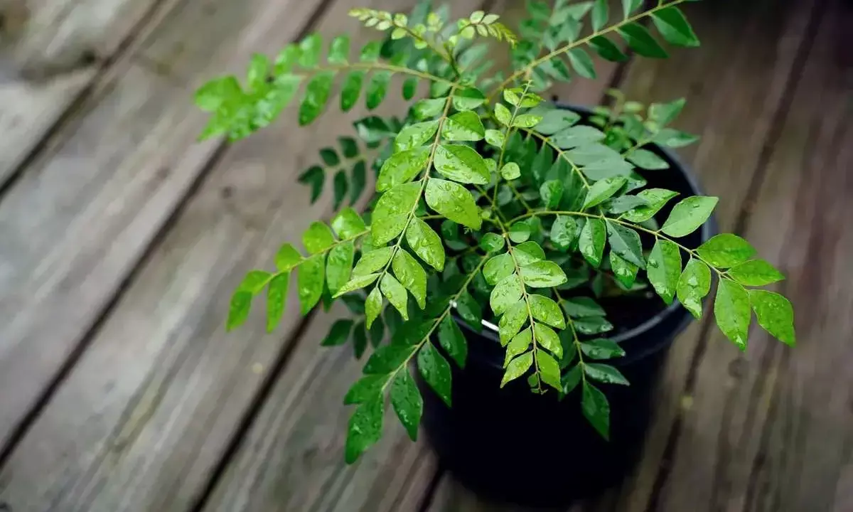 curry leaves health benefits curry leaves health benefits
