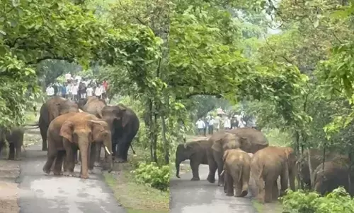 Elephants