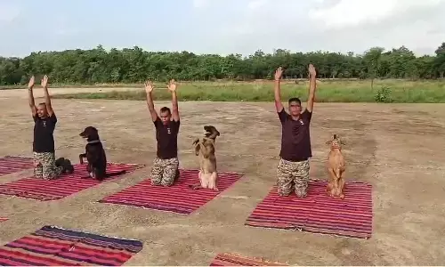 Trainee dogs doing yoga with soldiers