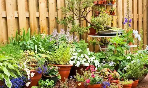 plant to sown in monsoon season