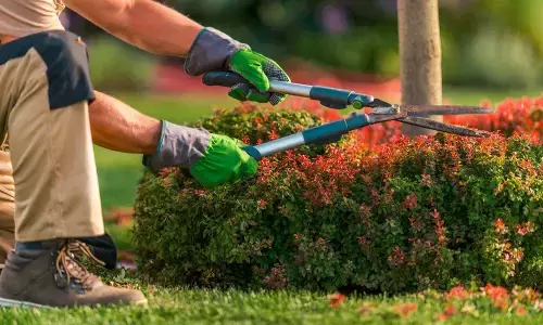 monsoon home garden maintenance tips