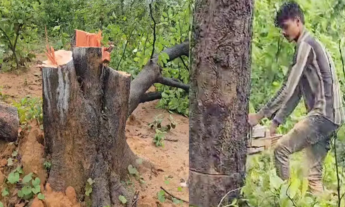 cutting down trees