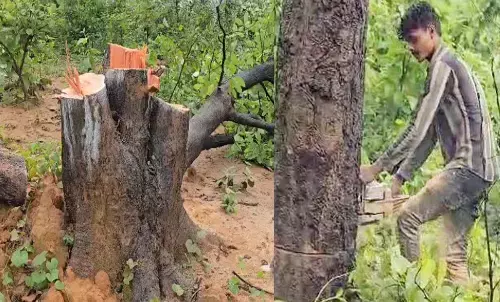 cutting down trees