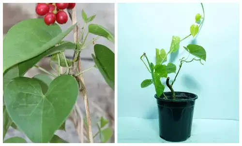 how to plant giloy in a pot at home