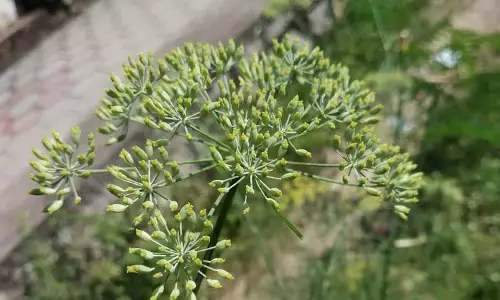 saunf plantation fennel plantation tips