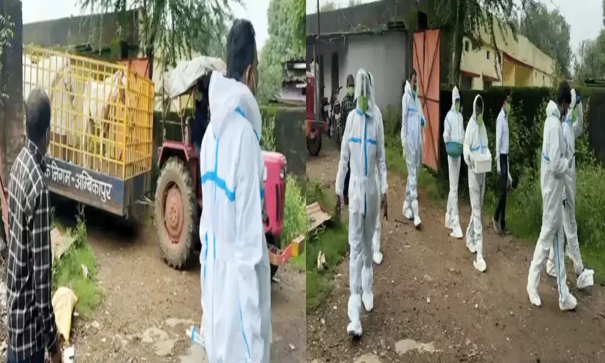 दो घोड़ों में ग्लैण्डर्स बीमारी : जहर के इंजेक्शन से दी गई इच्छा मृत्यु, मनुष्यों के लिए भी खतरनाक